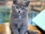 Muhteşem Blue British Shorthair Dişi Bebeğimiz