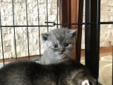 Scottish Fold Ve British Shorthair Yavrular