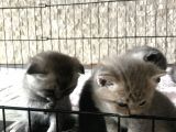 Scottish Fold Ve British Shorthair Yavrular