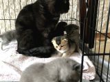 Scottish Fold Ve British Shorthair Yavrular