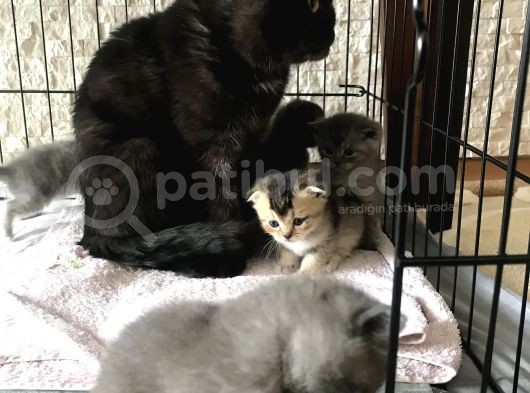 Scottish Fold Ve British Shorthair Yavrular görsel