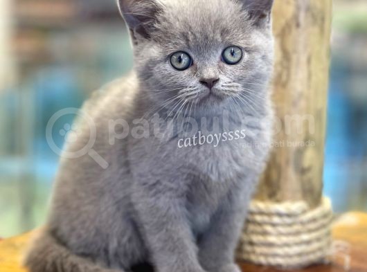 Sevilmli Lilac British Shorthair Erkek Bebek görsel