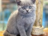 Sevilmli Lilac British Shorthair Erkek Bebek