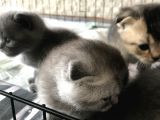 Scottish Fold Ve British Shorthair Yavrular