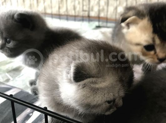 Scottish Fold Ve British Shorthair Yavrular görsel