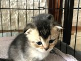 Scottish Fold Ve British Shorthair Yavrular