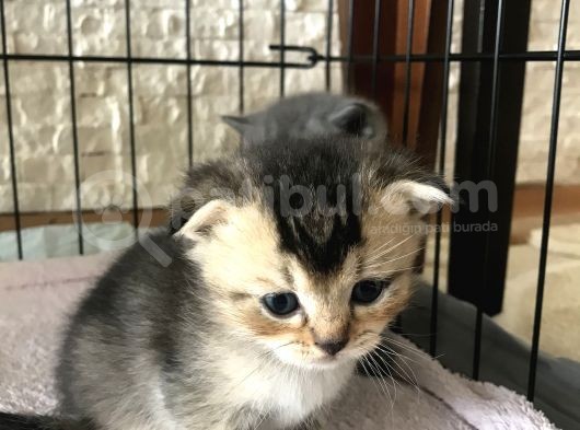 Scottish Fold Ve British Shorthair Yavrular görsel