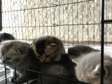 Scottish Fold ve British Shorthair Yavrular