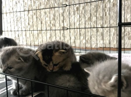 Scottish Fold Ve British Shorthair Yavrular
