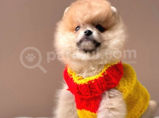 Safkan Pomeranian Boo Yavrularımız görsel