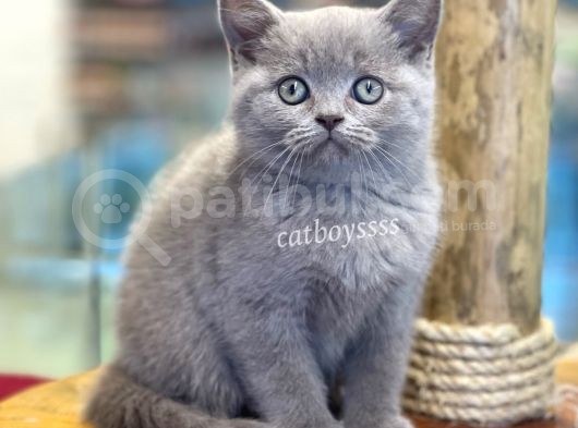 Sevilmli Lilac British Shorthair Erkek Bebek