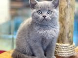 Sevilmli Lilac British Shorthair Erkek Bebek