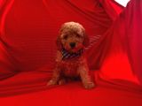 Bebek Surat Wc Eğitimli Toy Poodle