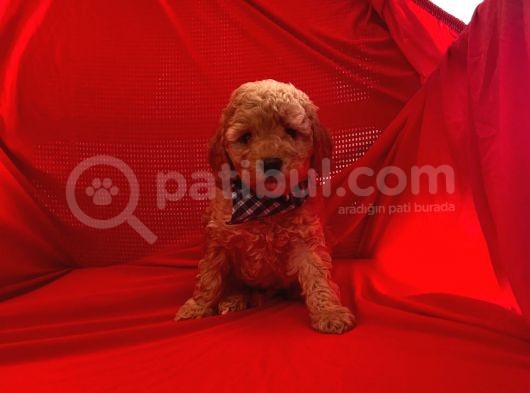 Bebek Surat Wc Eğitimli Toy Poodle