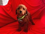 Bebek Surat Wc Eğitimli Toy Poodle