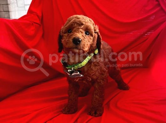 Bebek Surat Wc Eğitimli Toy Poodle görsel