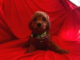 Bebek Surat Wc Eğitimli Toy Poodle