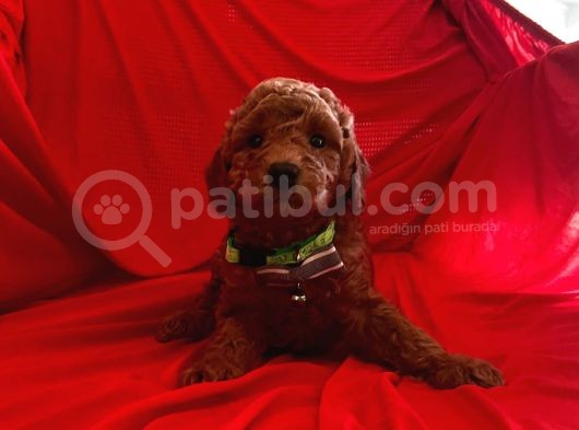 Bebek Surat Wc Eğitimli Toy Poodle görsel