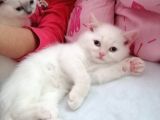 Son Kalan Yavrularımız
