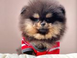 Teddy Bear Wc Eğitimli Pomeranian Boo