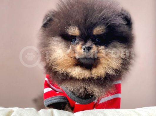 Teddy Bear Wc Eğitimli Pomeranian Boo