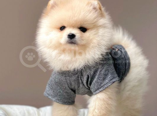 Teddy Bear Wc Eğitimli Pomeranian Boo görsel