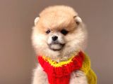 Teddy Bear Wc Eğitimli Pomeranian Boo