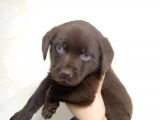Safkan Labrador Retriever