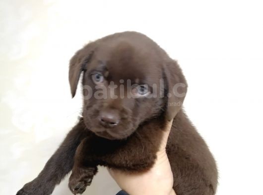 Safkan Labrador Retriever görsel