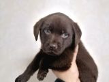 Safkan Labrador Retriever