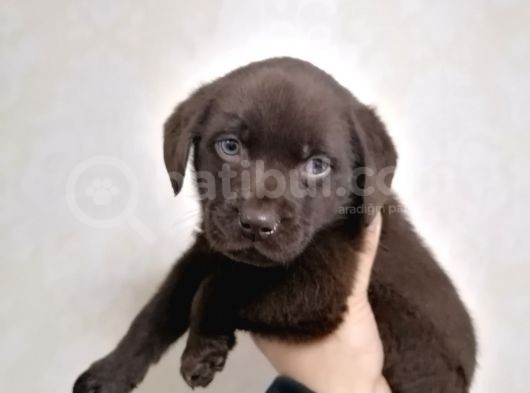 Safkan Labrador Retriever görsel