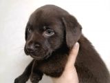 Safkan Labrador Retriever