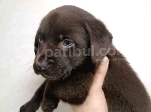 Safkan Labrador Retriever