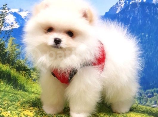 Pomeranian Boo Teddy Bear Yavrular