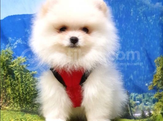 Pomeranian Boo Teddy Bear Yavrular görsel