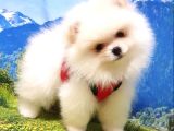 Pomeranian Boo Teddy Bear Yavrular