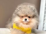 Safkan Teddy Bear Pomeranian Boo Yavrularımız