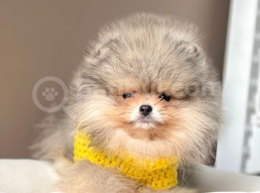 Safkan Teddy Bear Pomeranian Boo Yavrularımız görsel