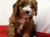 Orji̇nal Cavapoo Di̇zayn Irk Bebekler