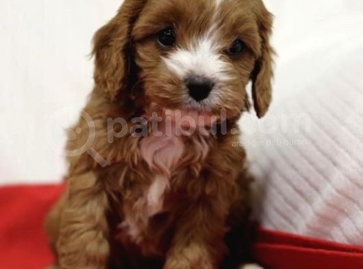 Orji̇nal Cavapoo Di̇zayn Irk Bebekler görsel