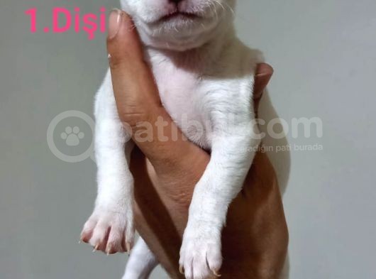 Kendi Köpeğimin Yavruları