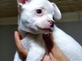 Kendi Köpeğimin Yavruları