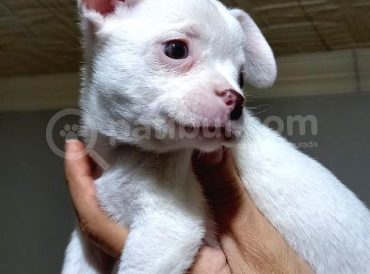 Kendi Köpeğimin Yavruları görsel