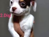 Kendi Köpeğimin Yavruları