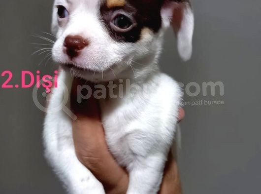 Kendi Köpeğimin Yavruları görsel