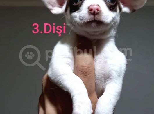 Kendi Köpeğimin Yavruları görsel