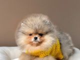 Safkan Teddy Bear Pomeranian Boo Yavrularımız