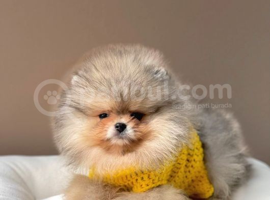 Safkan Teddy Bear Pomeranian Boo Yavrularımız görsel