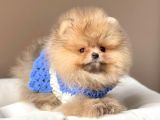 Safkan Teddy Bear Pomeranian Boo Yavrularımız