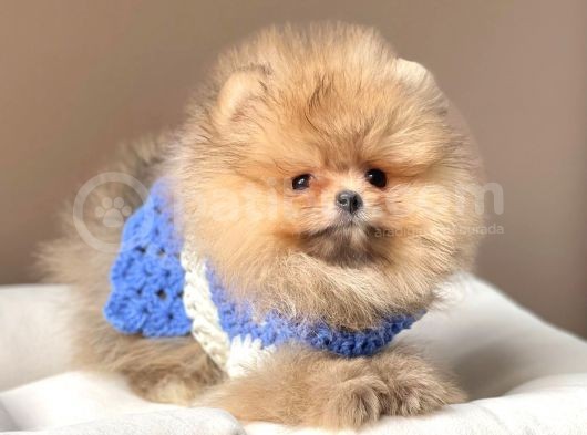 Safkan Teddy Bear Pomeranian Boo Yavrularımız görsel